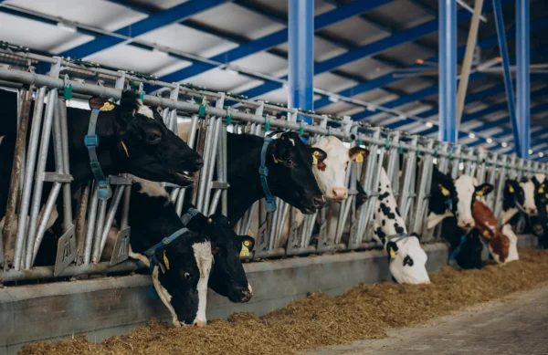 Salud Animal, Guía Completa para Mantener el Bienestar de tu Ganado