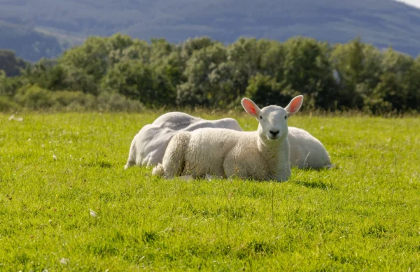 Productos Pecuarios: Cómo Elegir los Mejores para tu Granja