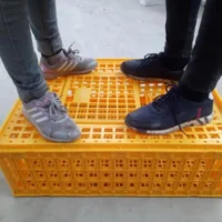 Caja transportadora para aves de corral